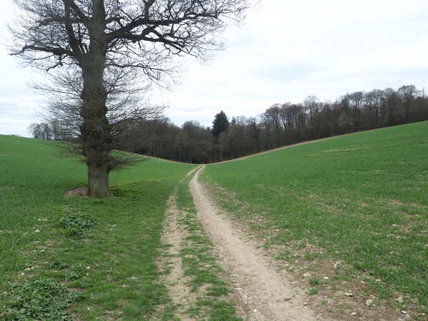 Christmas Common circular walk