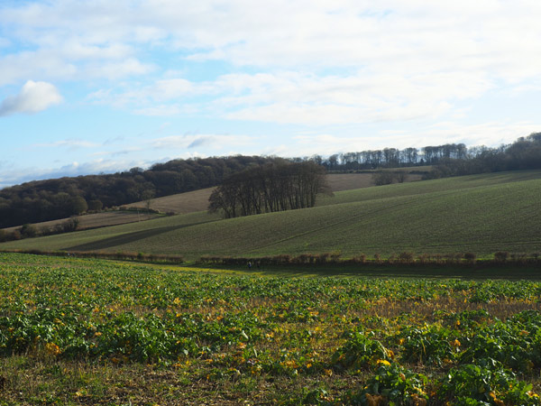Coleshill circular walk no.4
