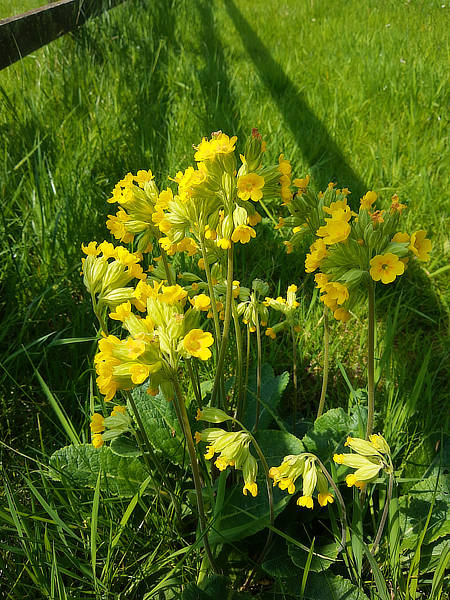 Hambleden circular walk