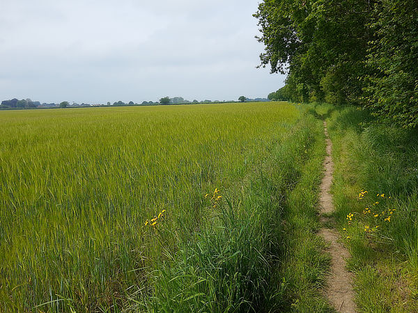 Ludham and Broads circular walk