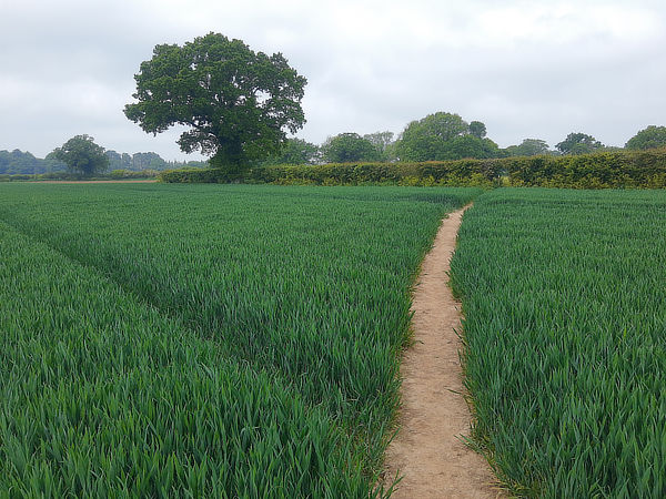 Ludham and Broads circular walk