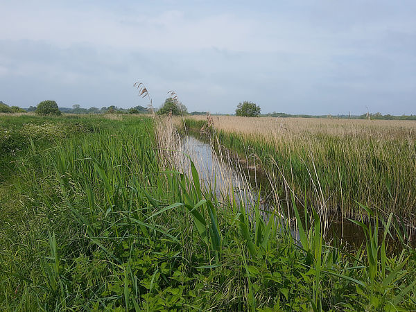 Ludham and Broads circular walk
