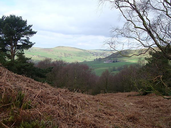 Forest Wood Gradbach
