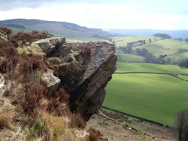 The Roaches from Back Forest